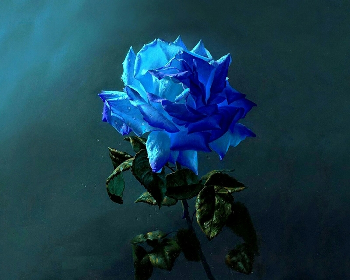 Blue Rose