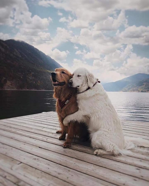 dog love