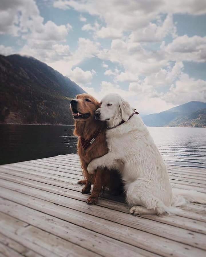 dog love