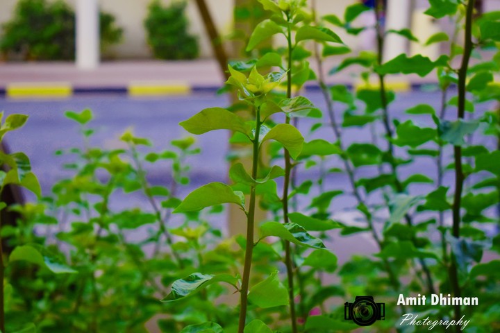 greenery