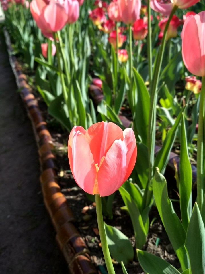 spring