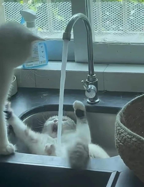sfondi tap, Sink