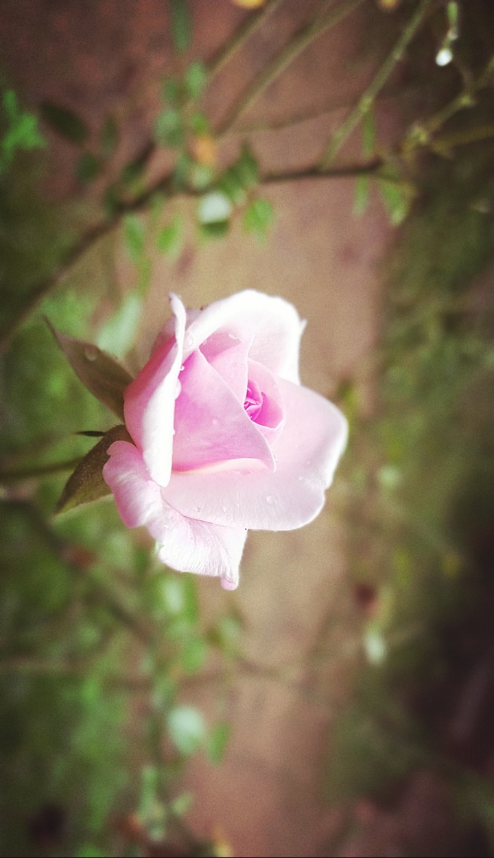 rose