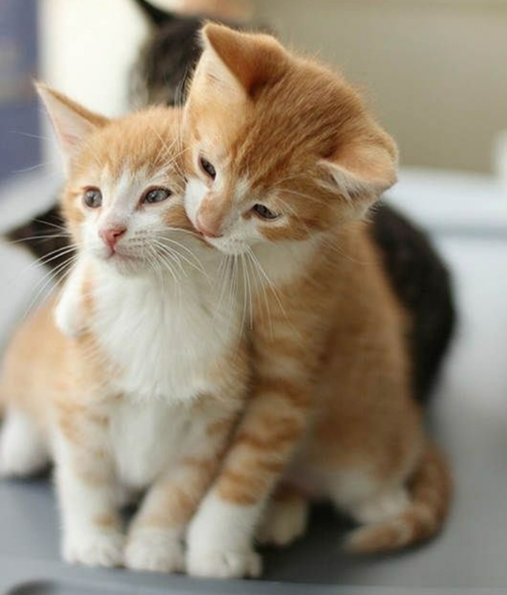 나의 냥이❤