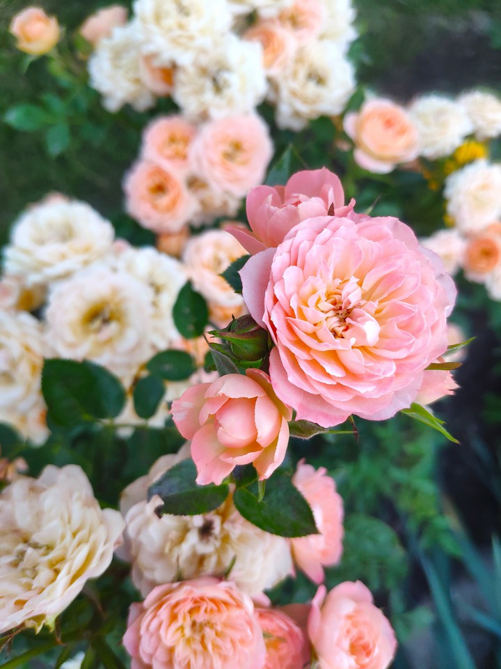 Flowers