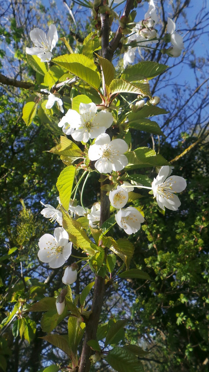 La nature s'éveille