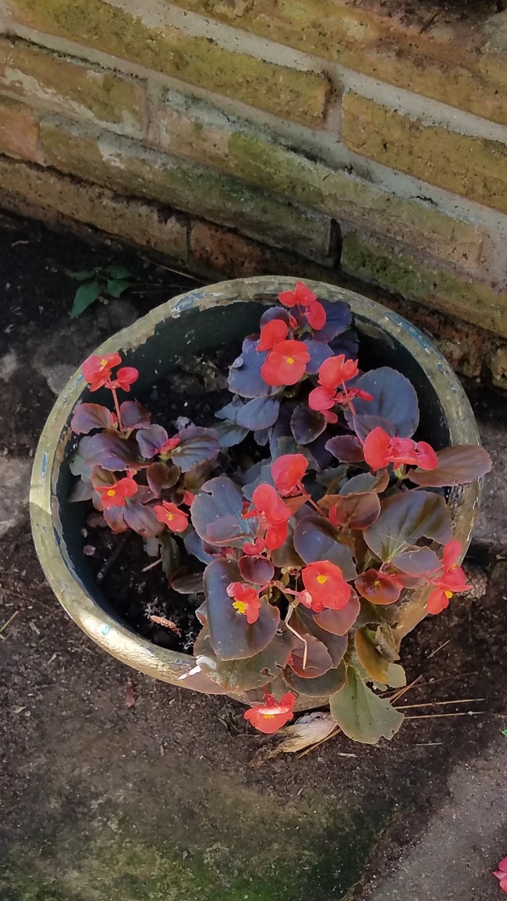 my_begonia