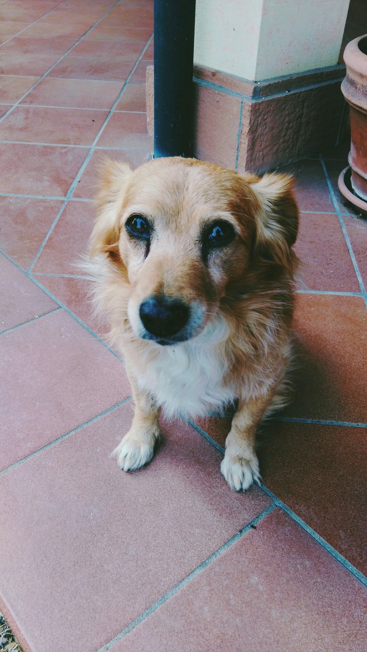 macchia