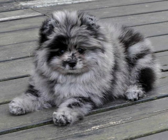 Pomeranian Spitz