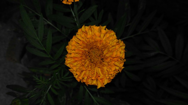 flower