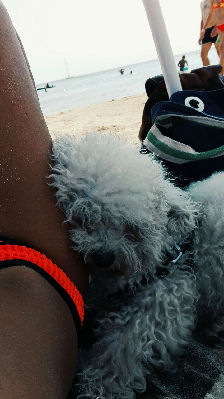 dog's life