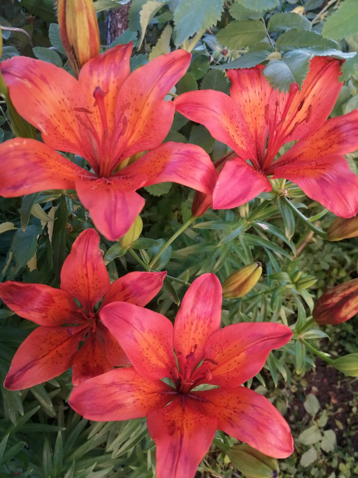 лилии, lilies