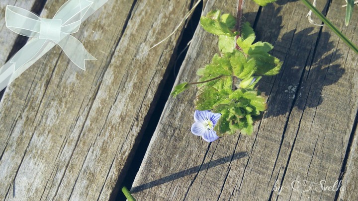 Mini beauty
