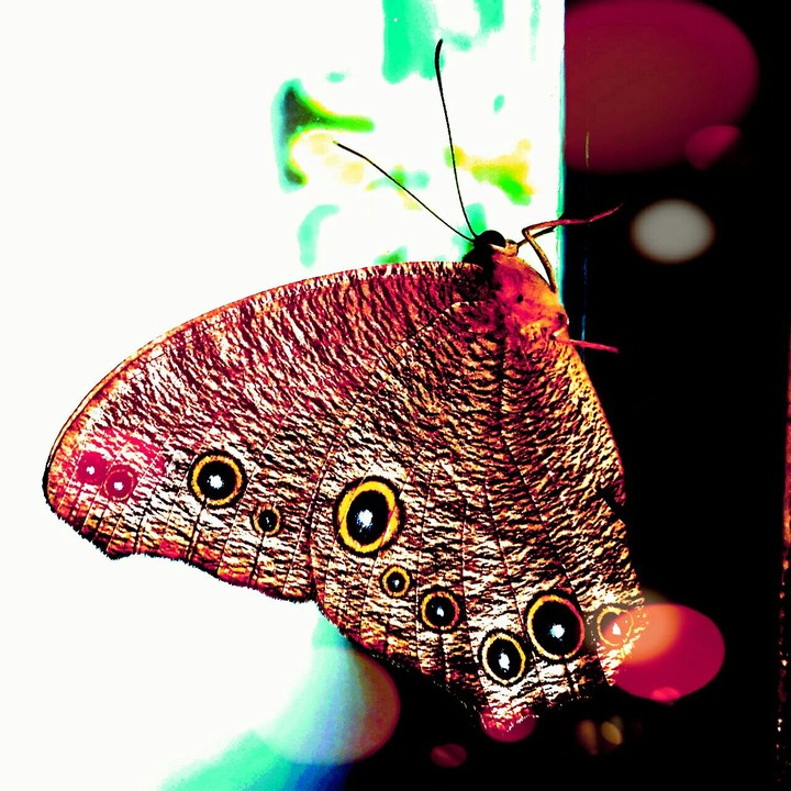 Beautiful Butterfly