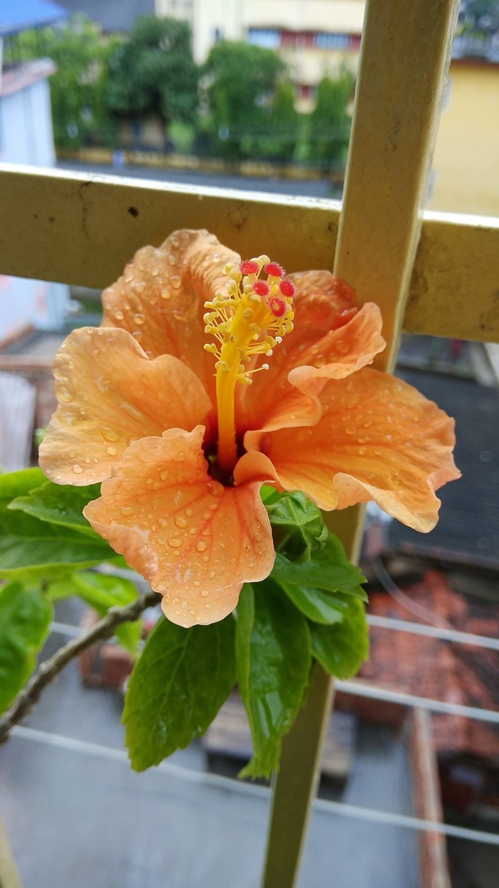 Beautiful Hibiscus flower after rain