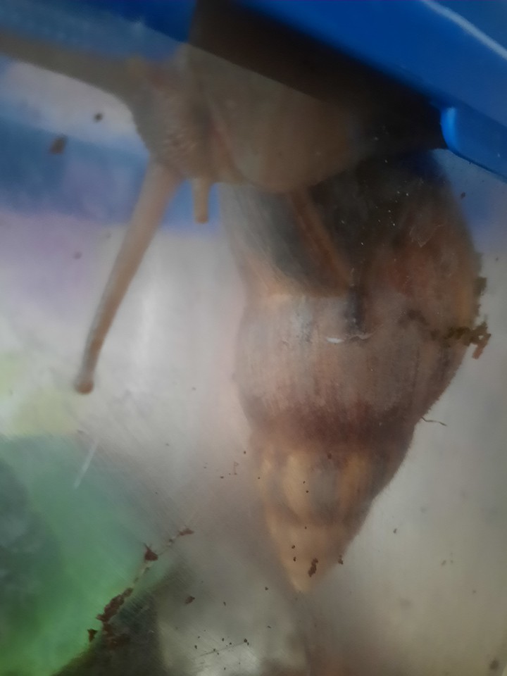 snail