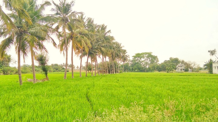 coconut tree line s