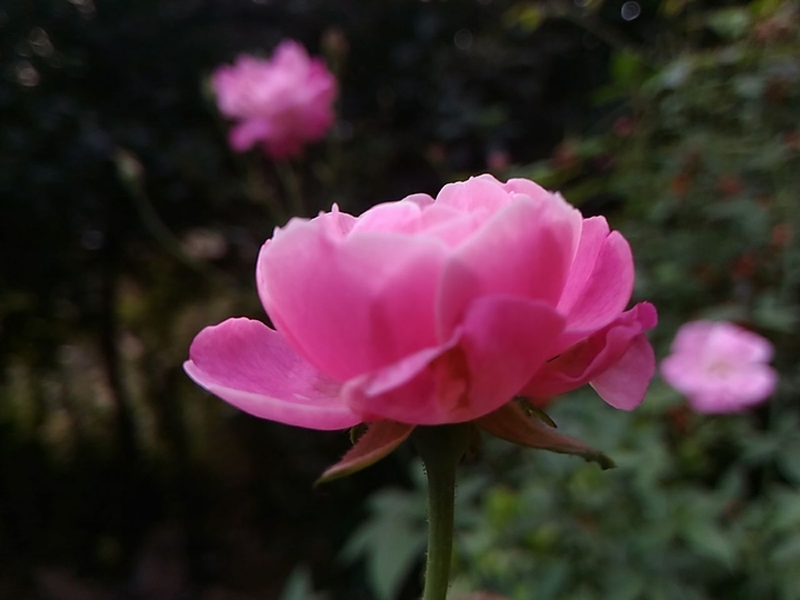 #rose#pink