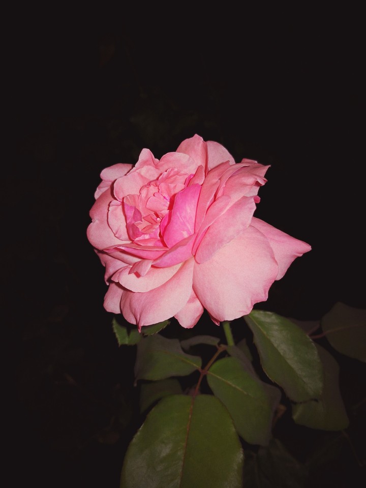 Pink Flower