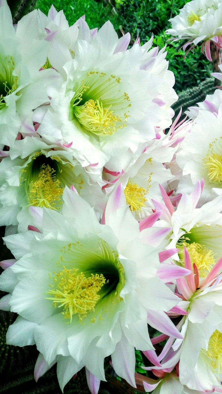 white flower