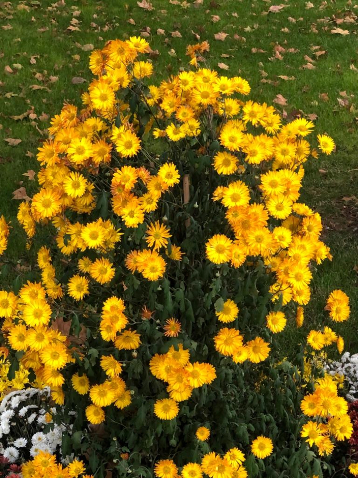 Blossom...