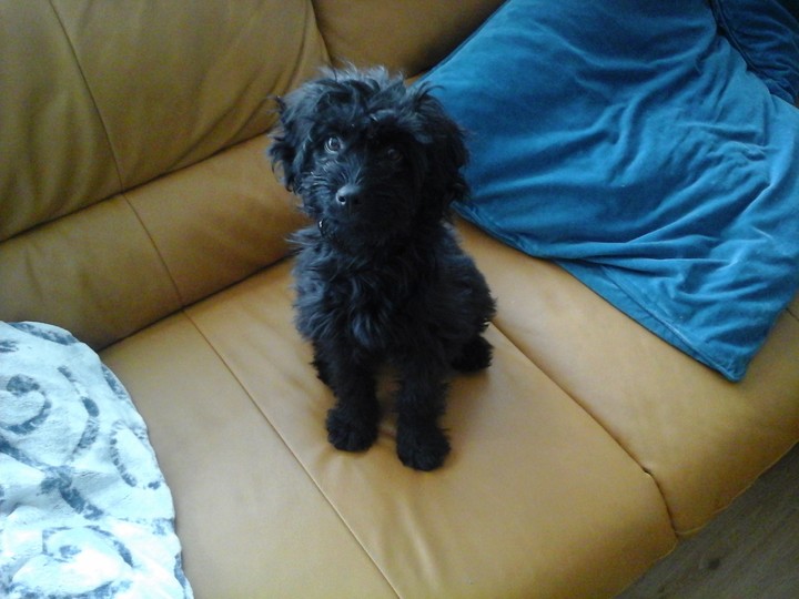 Puppy