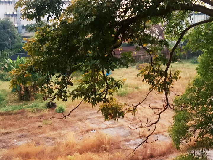 field