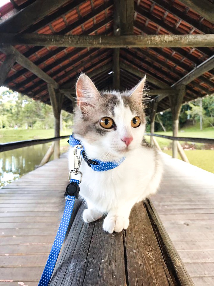 cat