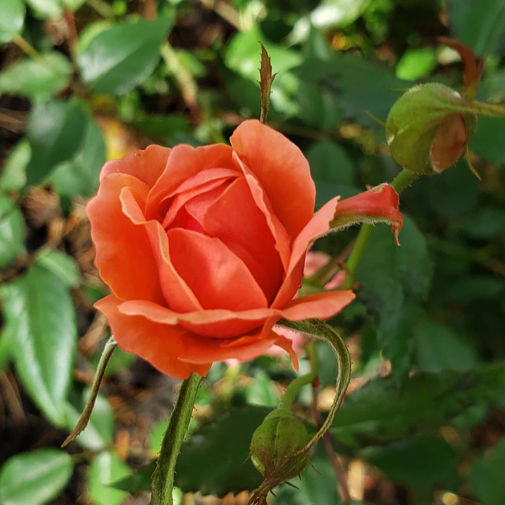 a rose by any other name
