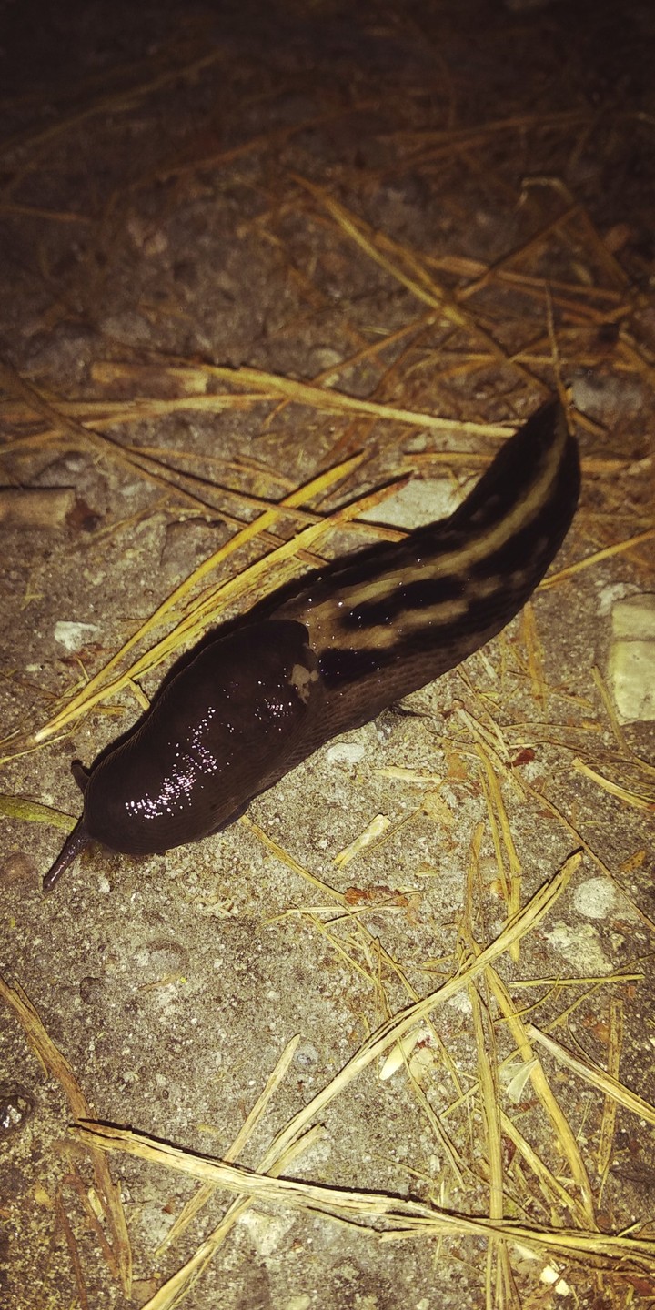 night visitor