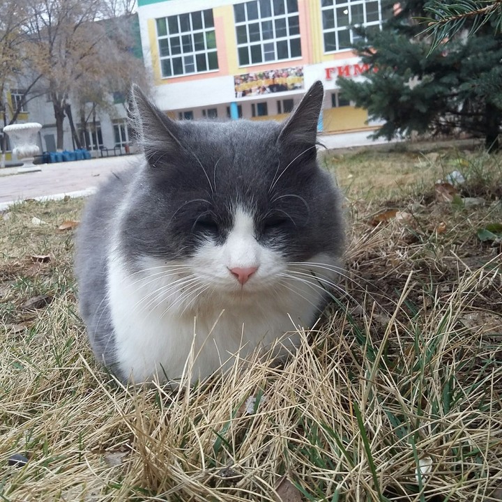 Кот