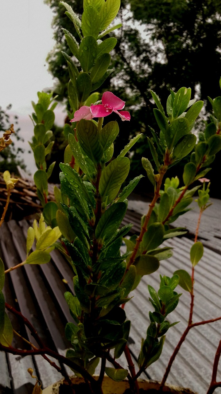 little flowers beautiful