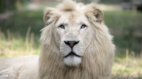 wildlife, Safari壁紙