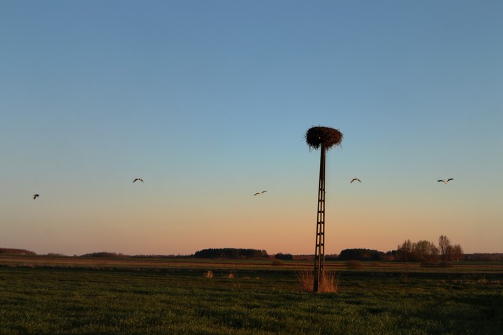 Flying birds