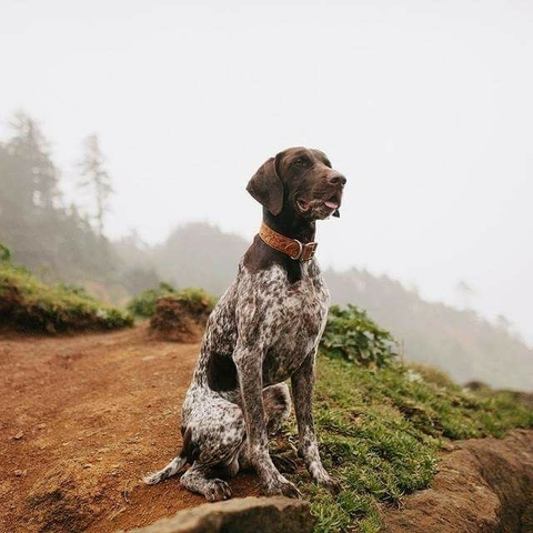 German Shorthaired Pointer