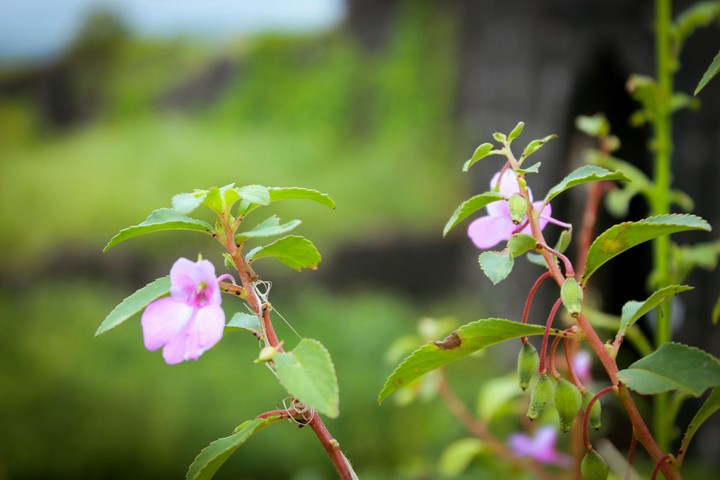 pink flower in alibaug Fort greenery