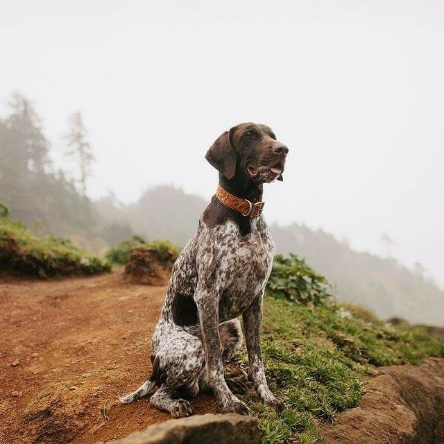 German Shorthaired Pointer