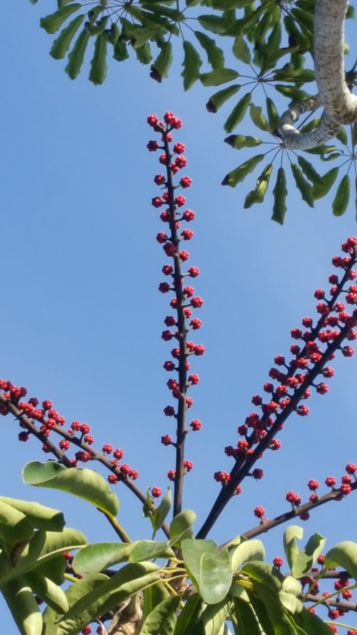 random flowers