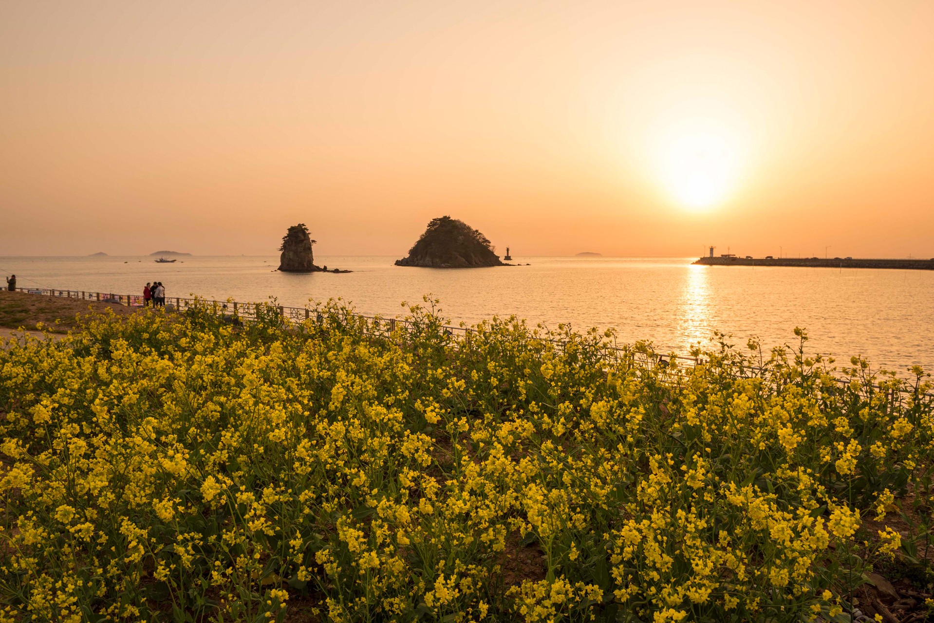 Flower and ocean
