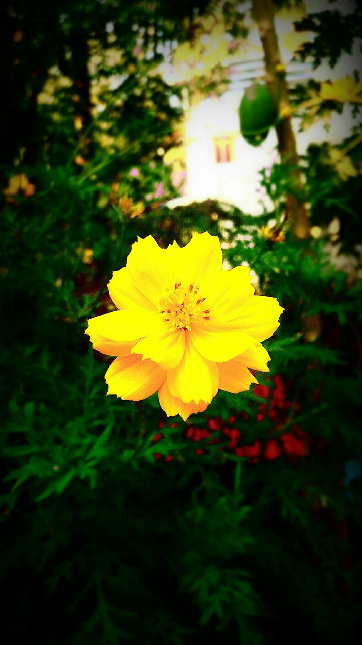 #yellow #myclick #kerala #india