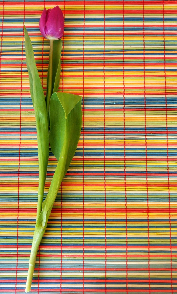 Tulip for lunch