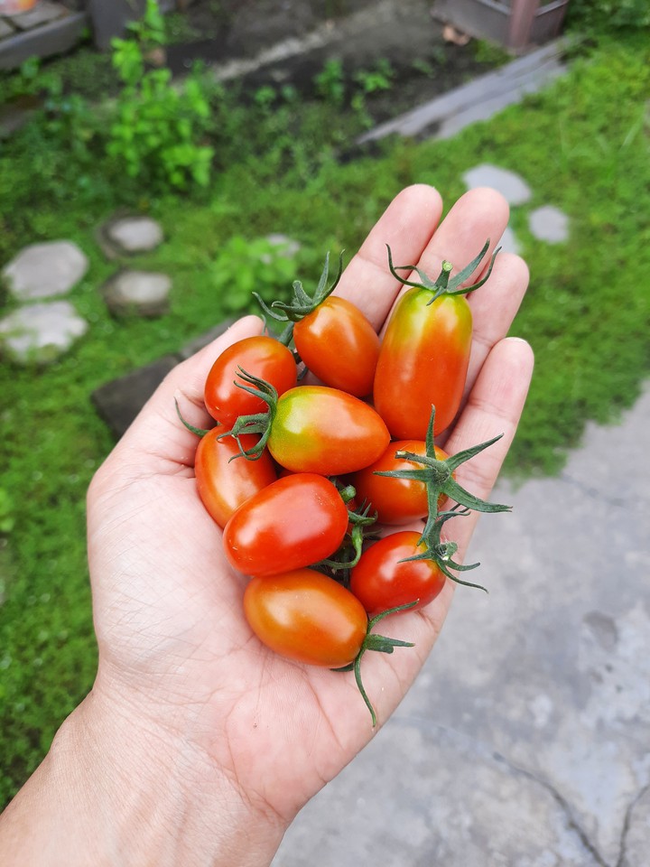 little red tomatoes