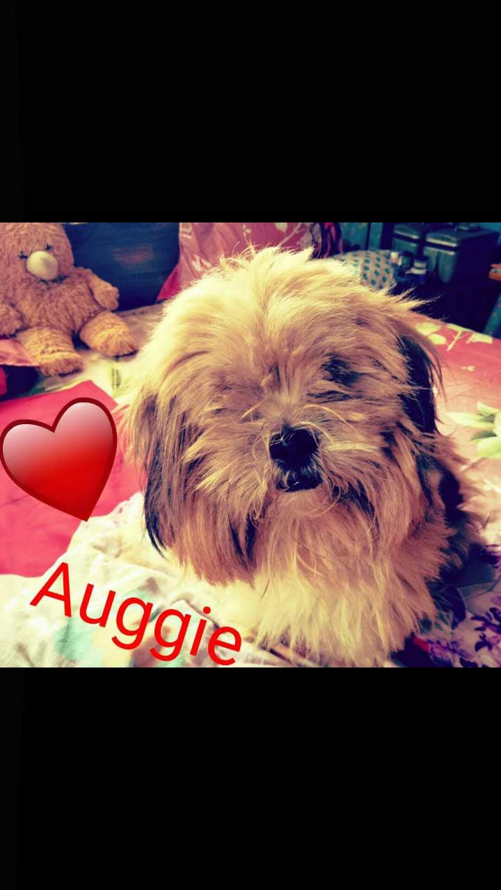 A dog