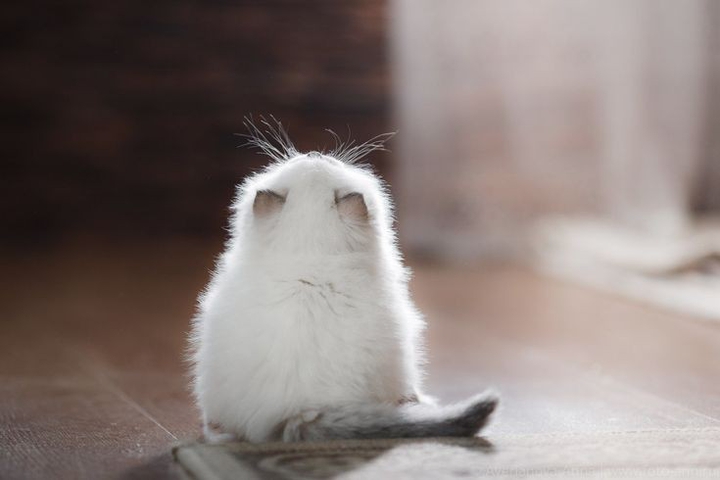 kitty