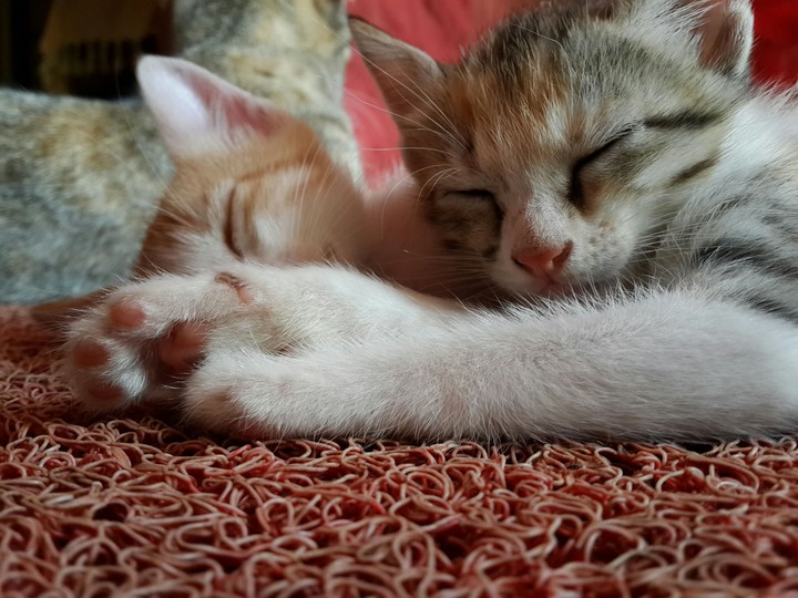 kitten