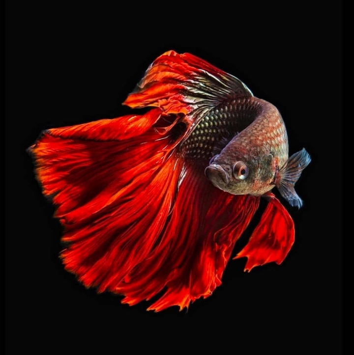 Betta fish 