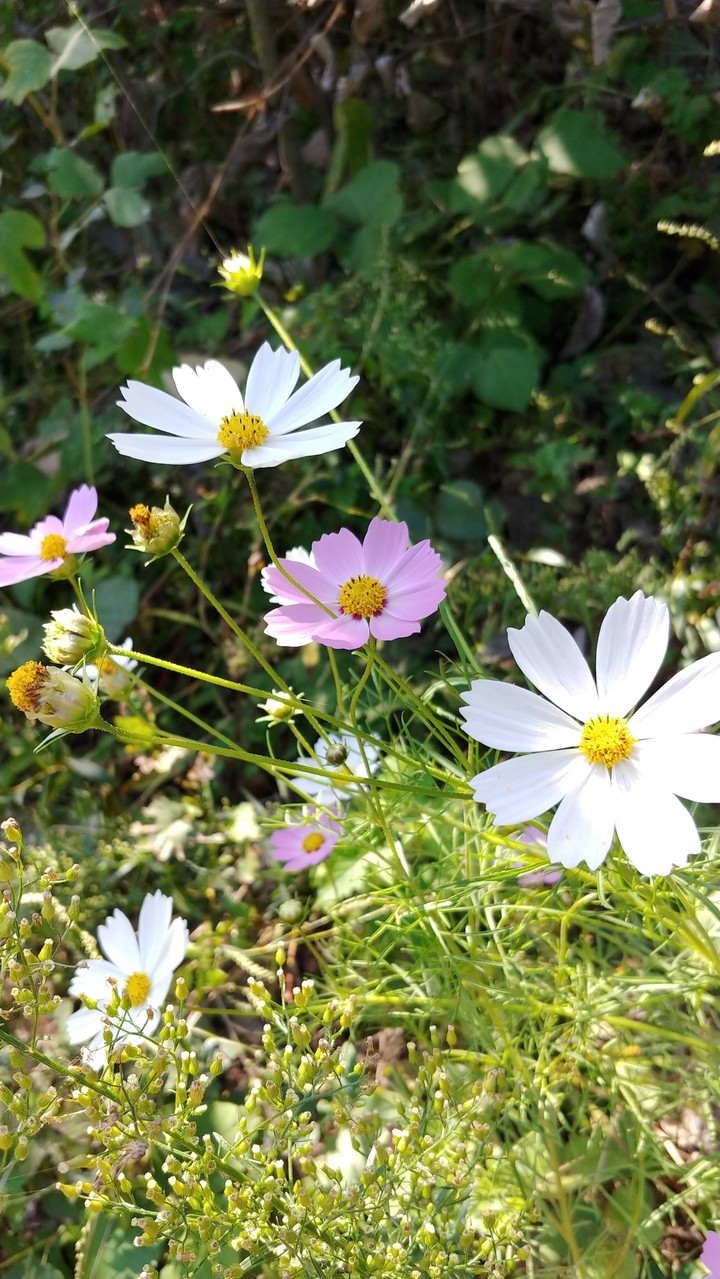 Cosmos