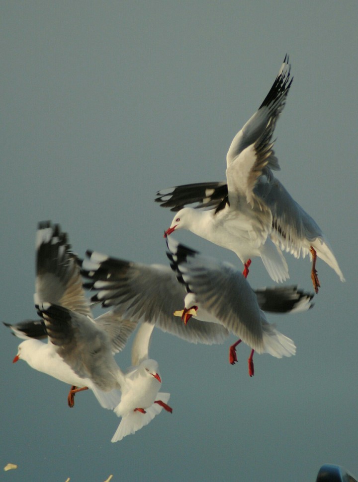 birds
