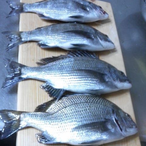 black porgy