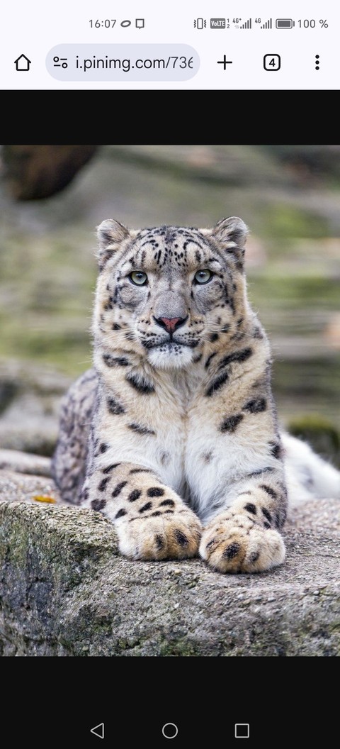 обои whiskers, felidae